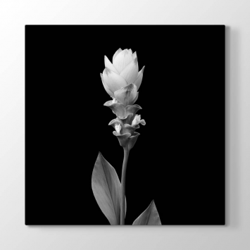 Siyah Beyaz Açmamış Çiçek Tablosu